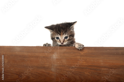 cute kitten piiking over wooden board
