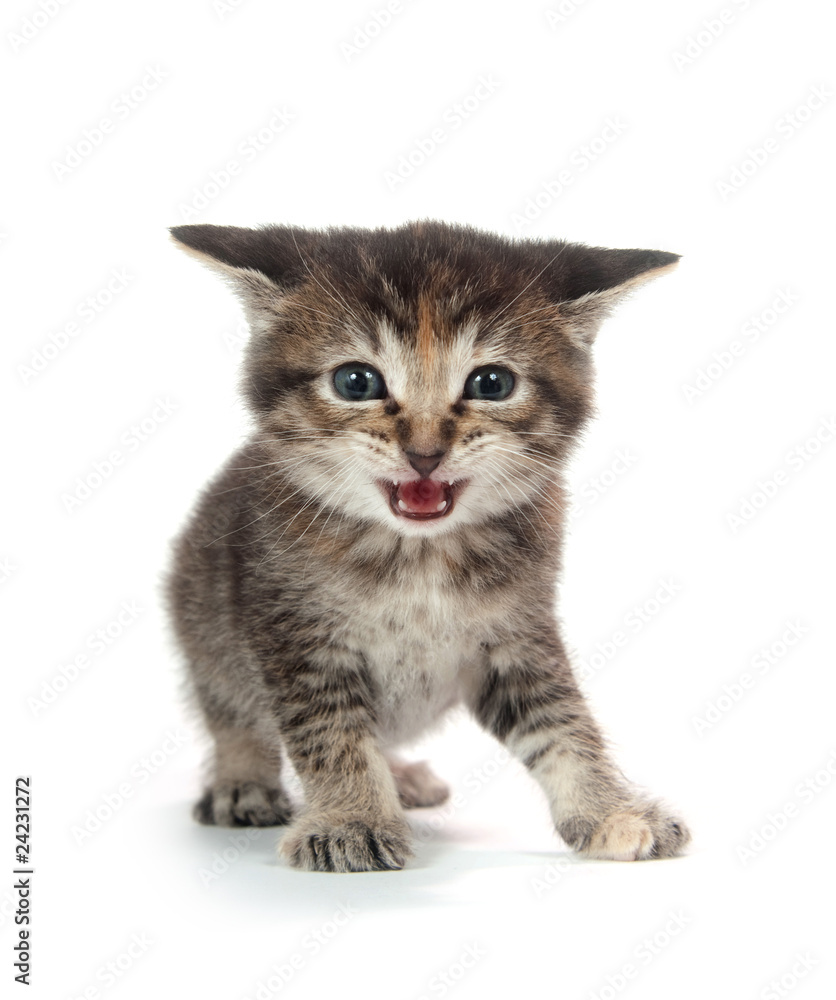 Fototapeta premium Cute tabby kitten standing on white