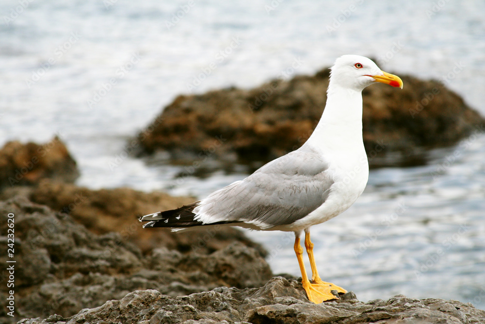 Seagull on rocks by the sea Seagull on rocks by the sea