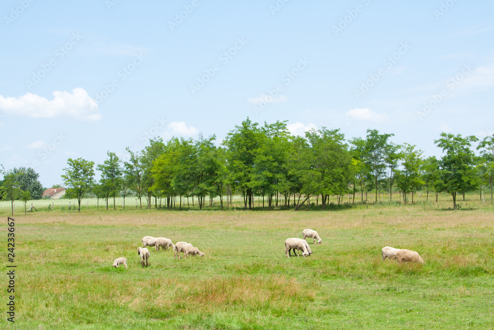 Field with sheep