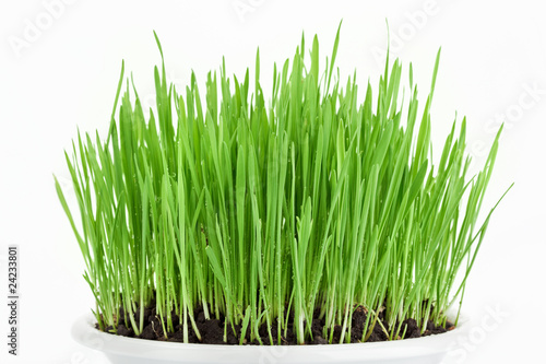 Fresh new green grass in white plate