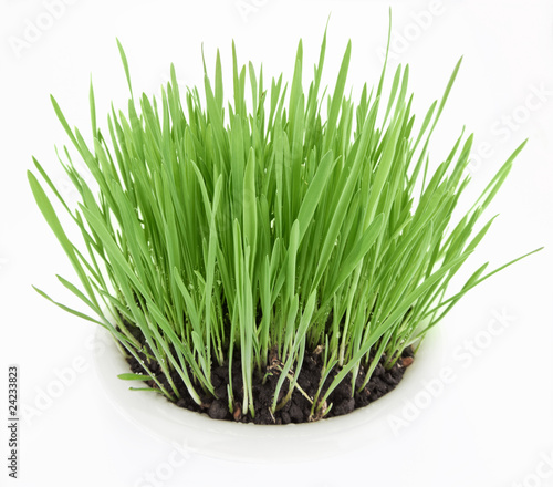 Fresh new green grass in white plate