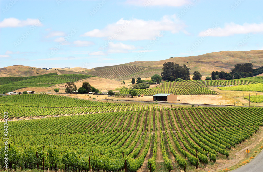 Scene of vineyard field in napa valley