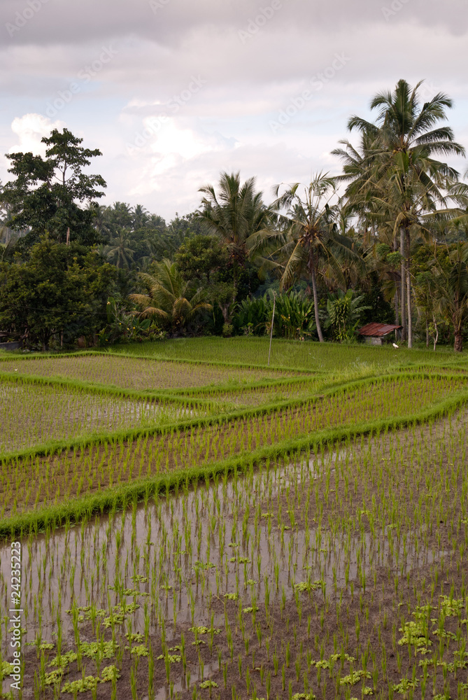 Rice terraced field in Bali with palms on the background