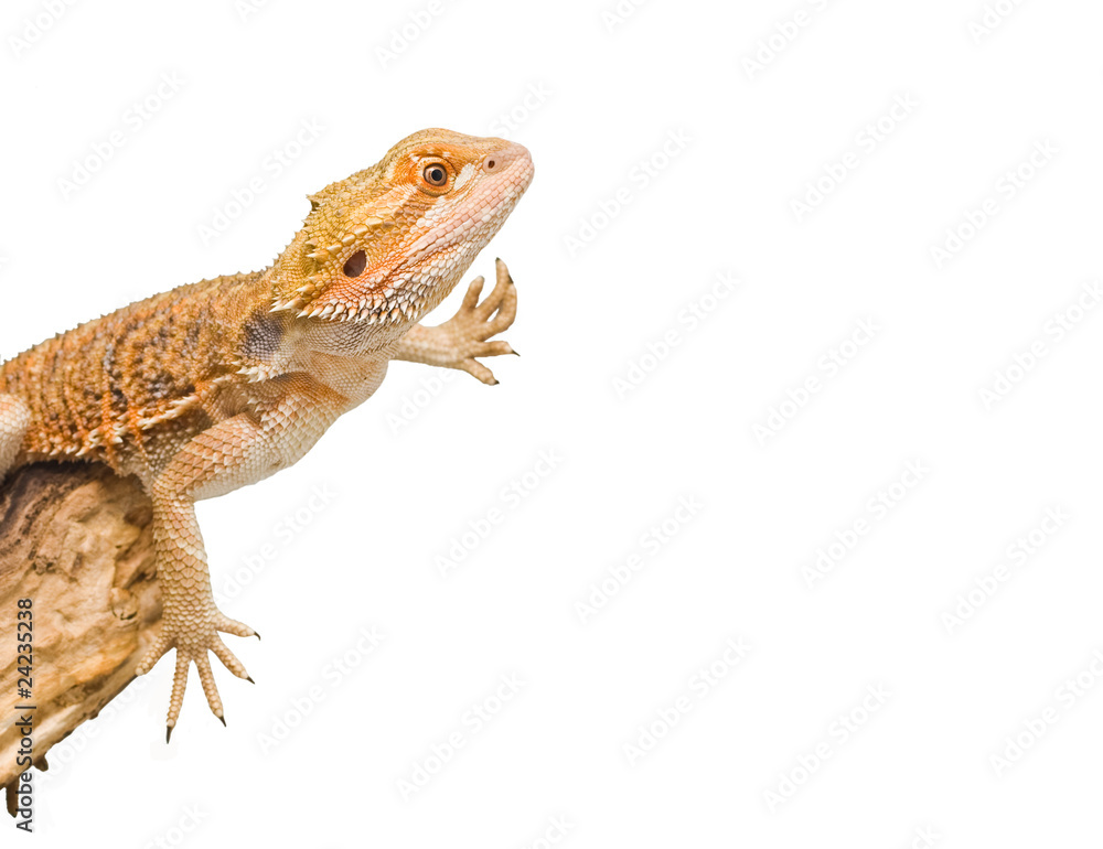 Obraz premium bearded dragon