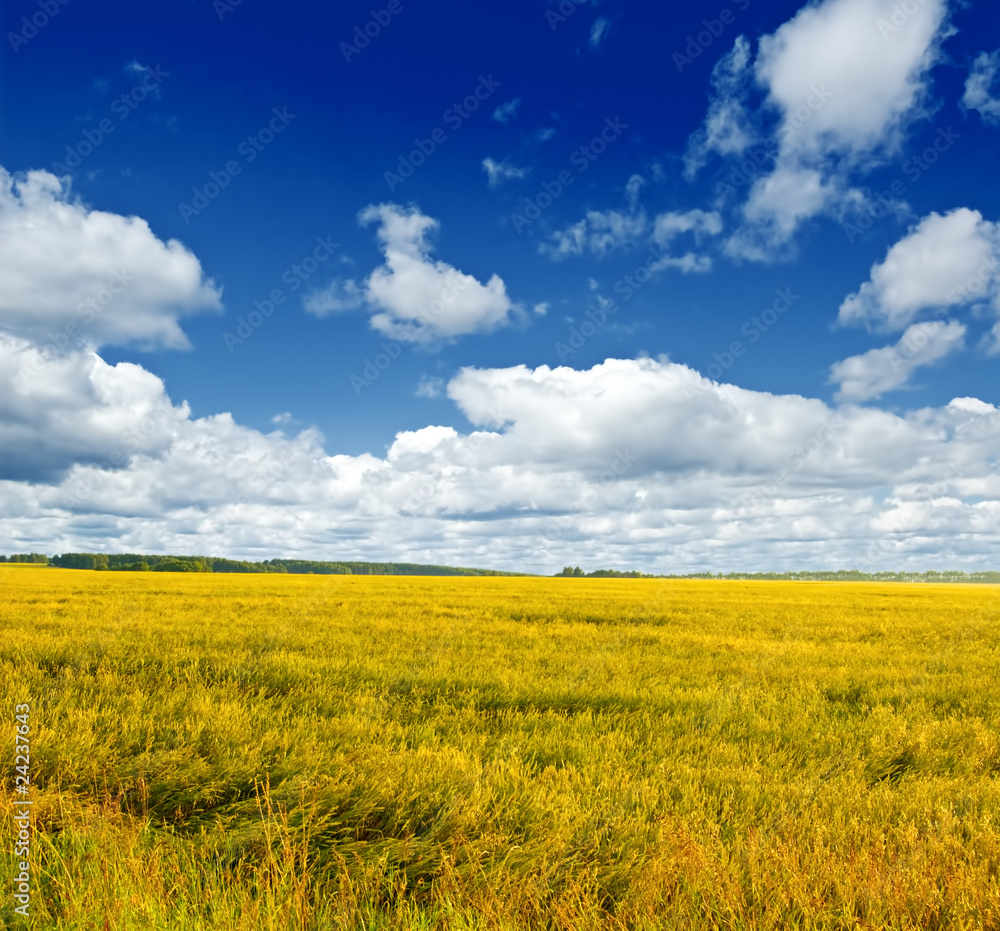 landscape landscape