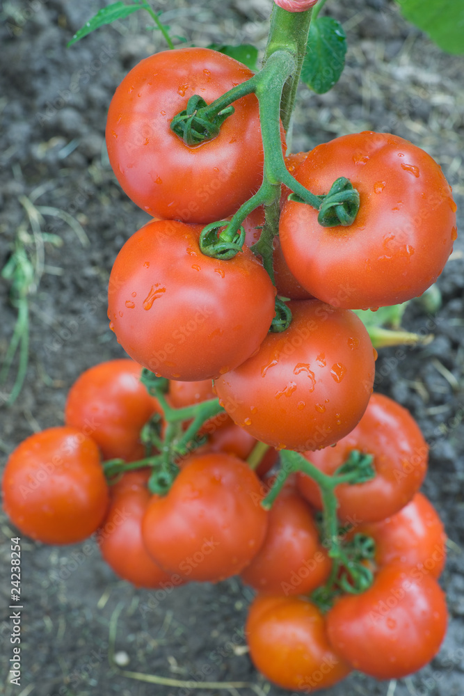 growth tomato