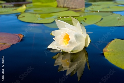 white lily reflected in a water