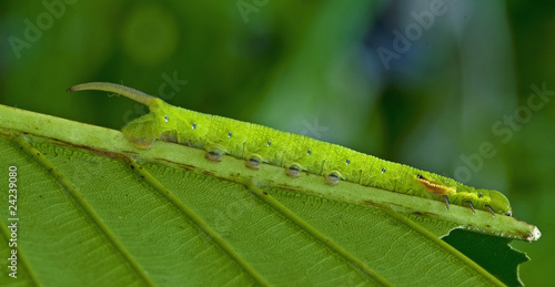 butterfly caterpillar in the parks © Wong Hock Weng
