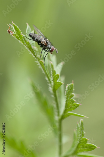 Dipteron fly perched on a green leaf