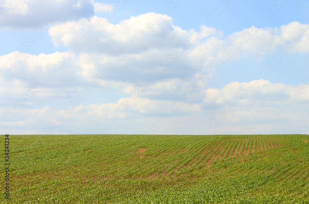 green maize field cloudy blue sky