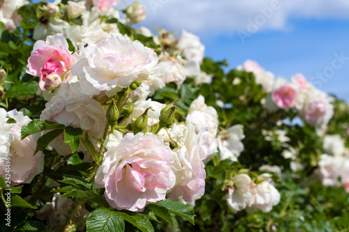 Pink roses on the rose bush