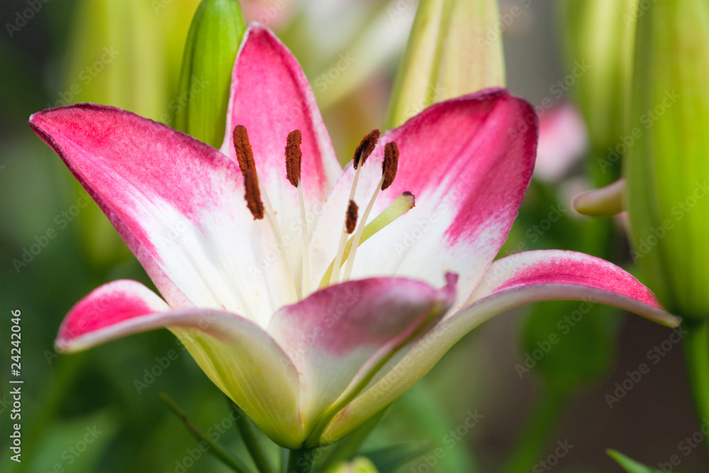 Beautiful hemerocallis, pink flowers Beautiful hemerocallis, pink flowers