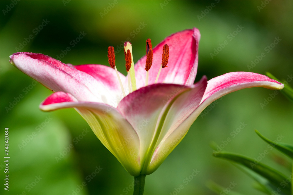 Beautiful hemerocallis, pink flowers