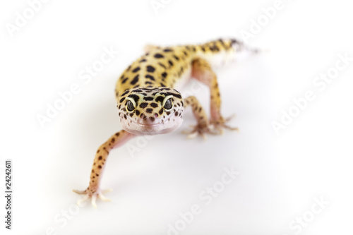 Gecko in a white background