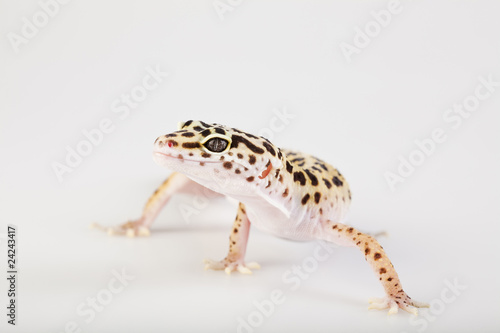 Gecko in a white background