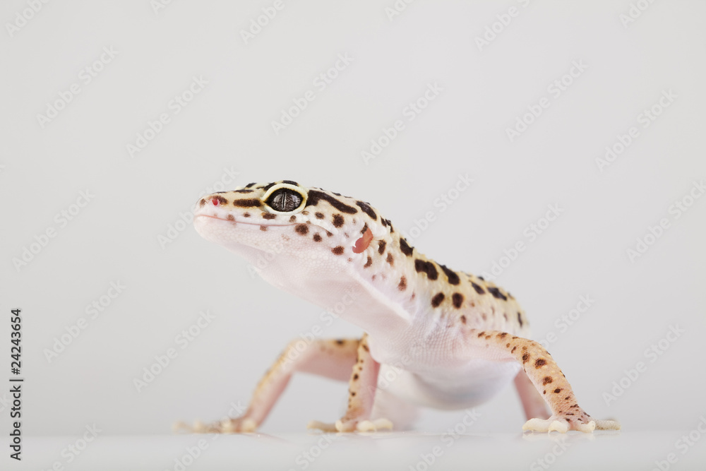Lizard Lizard