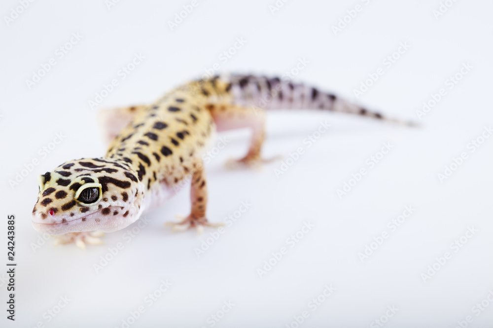 Naklejka premium Leopard gecko