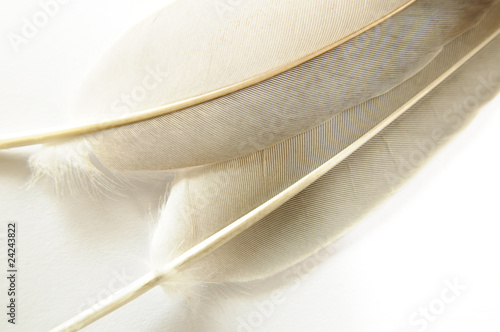 Feather on white background #9.