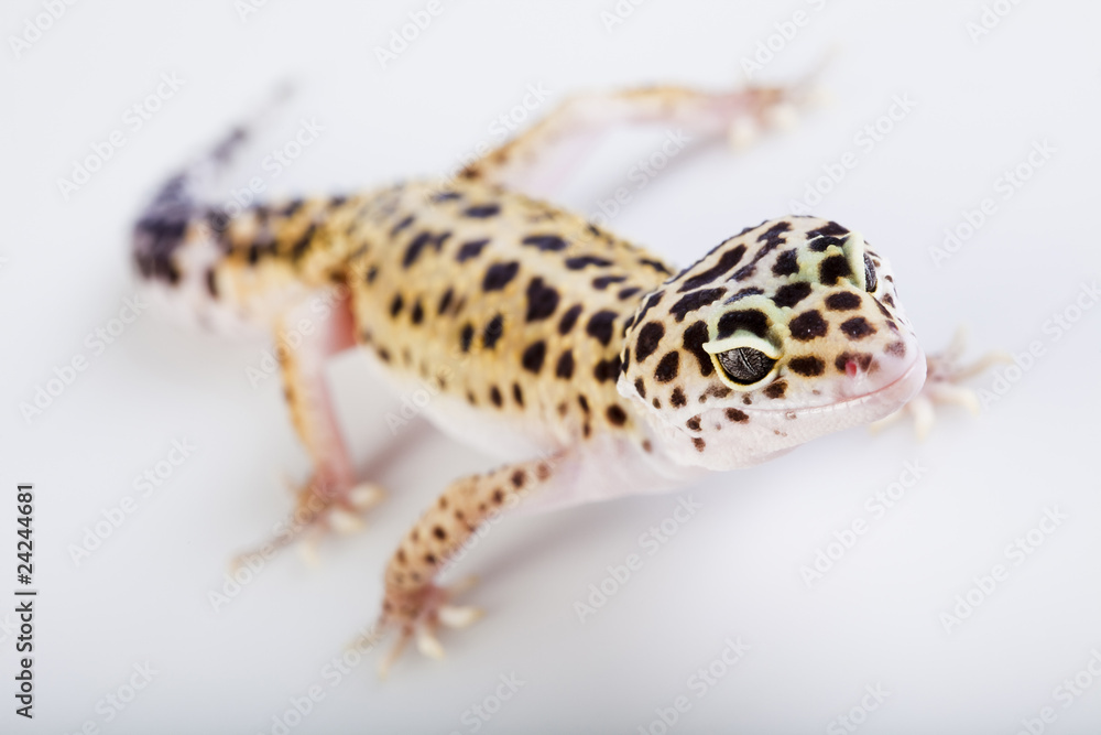 Obraz premium The gecko