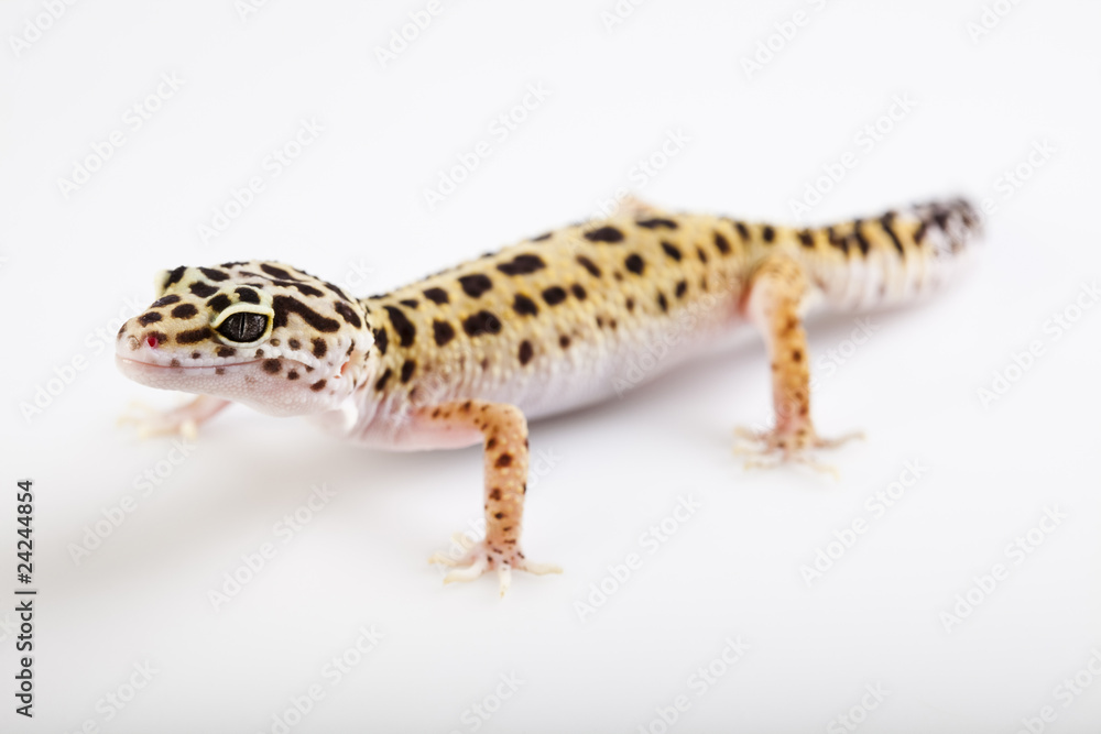 Gecko reptile Gecko reptile
