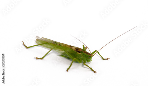 grasshopper © Zbyszek Nowak
