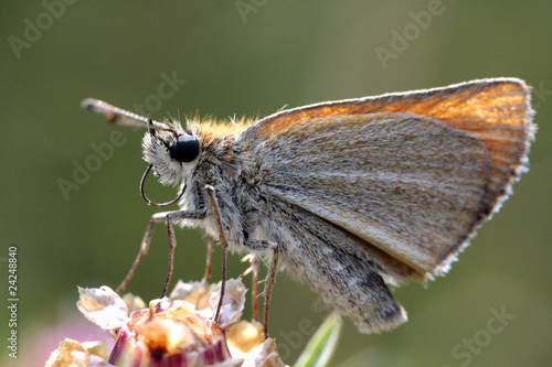 Papillon posé