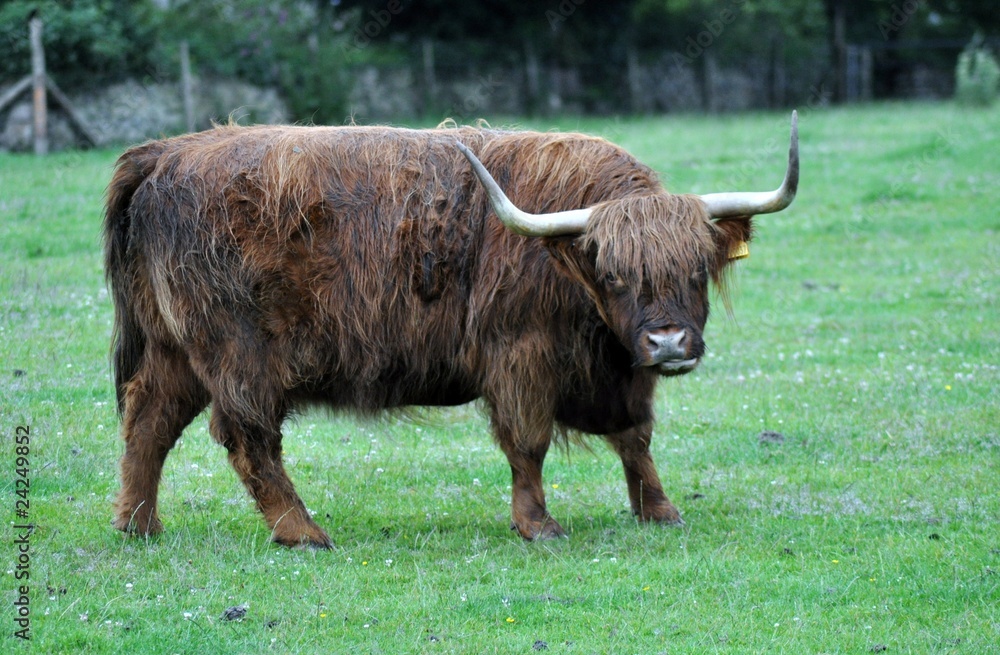 Long haired Oxen Stock Photo Adobe Stock