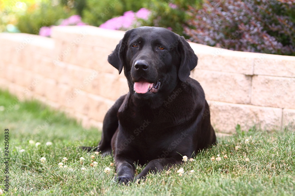 Black Lab Laying in Lawn