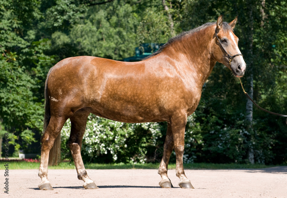 Horse in park