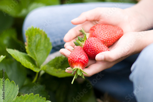 Erdbeeren
