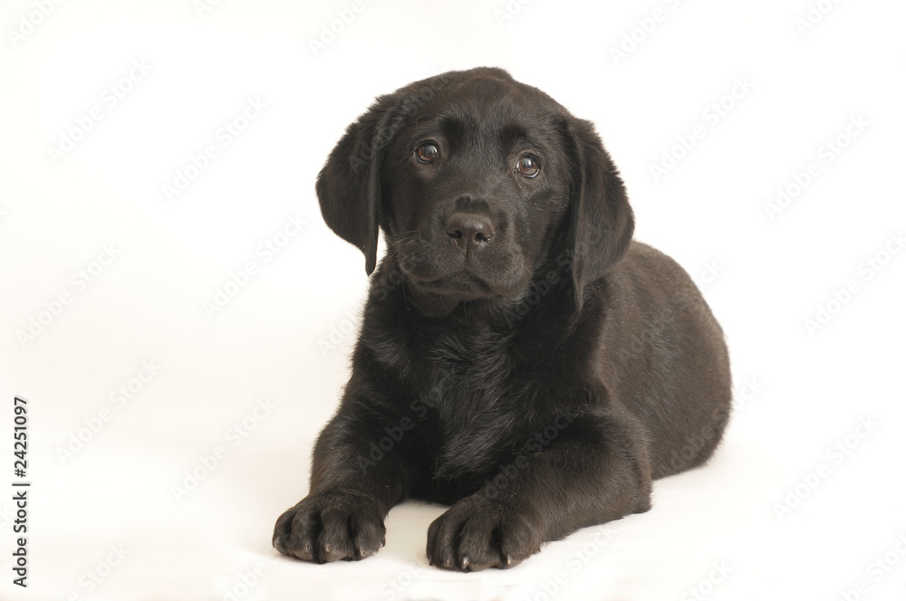 LABRADOR