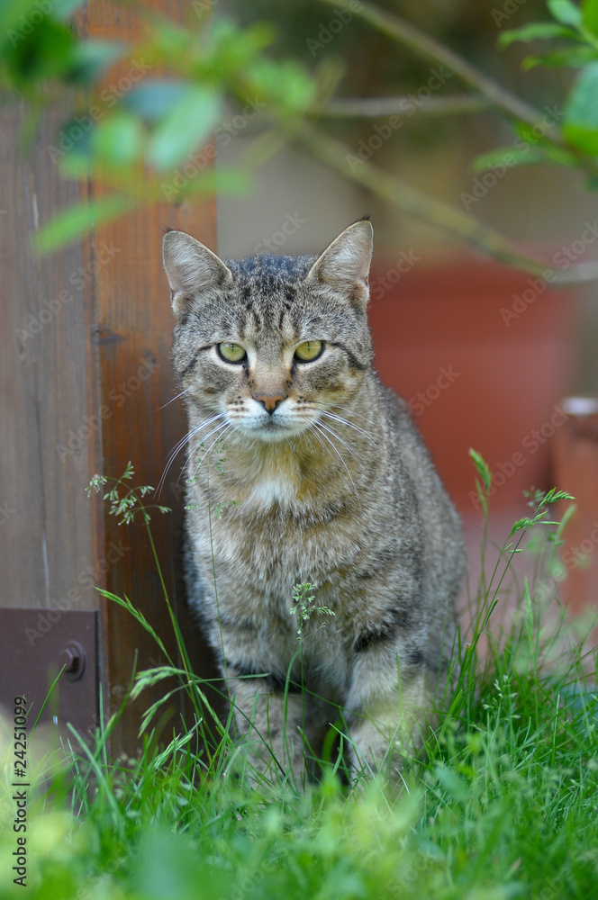 Obraz premium GATTO.