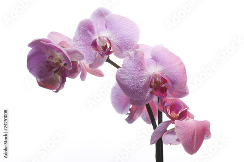 Beautiful Orchid on White Background with Drop Water