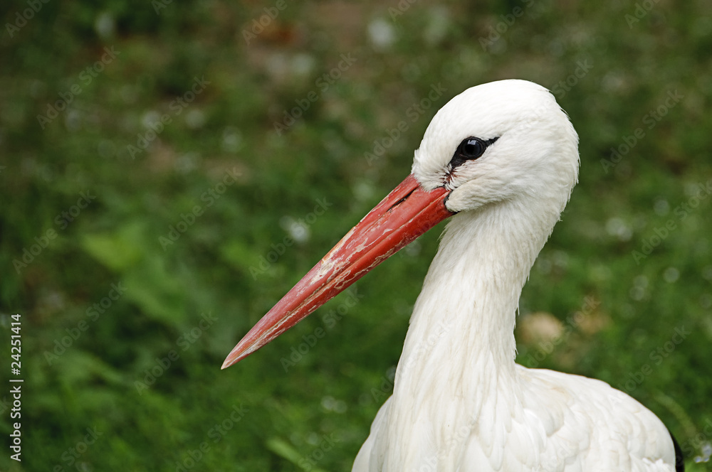 Fototapeta premium White stork