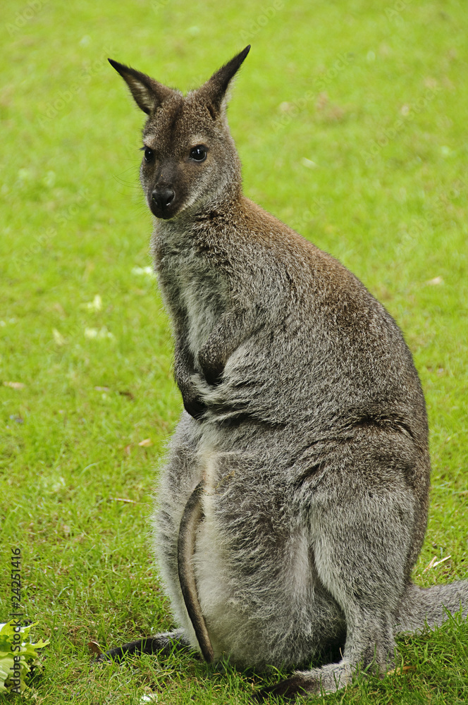 Red-necked wallaby (Bennett's wallaby) Red-necked wallaby (Bennett's wallaby)