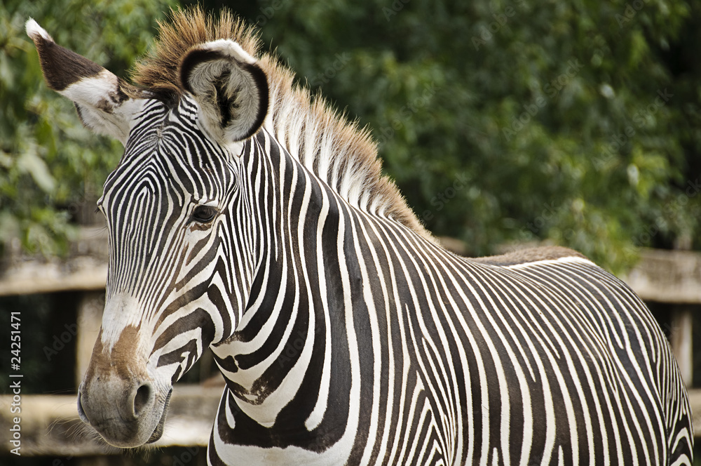 Fototapeta premium Imperial zebra