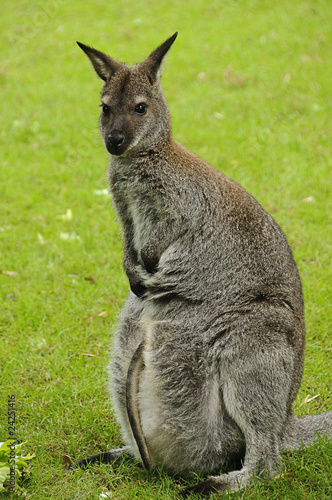Red-necked wallaby (Bennett's wallaby)