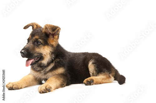 german shepard dog