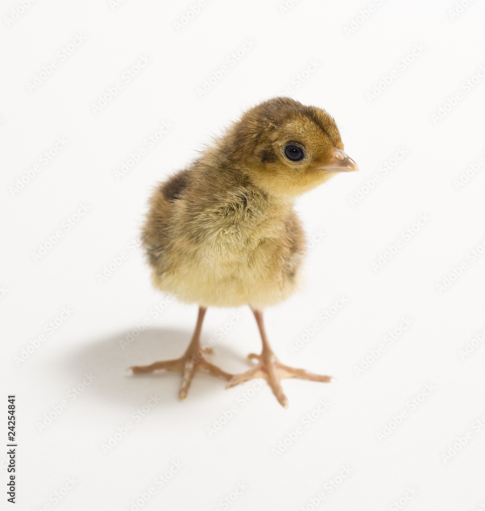 Fototapeta premium Baby Golden Pheasant. Isolated on white background.