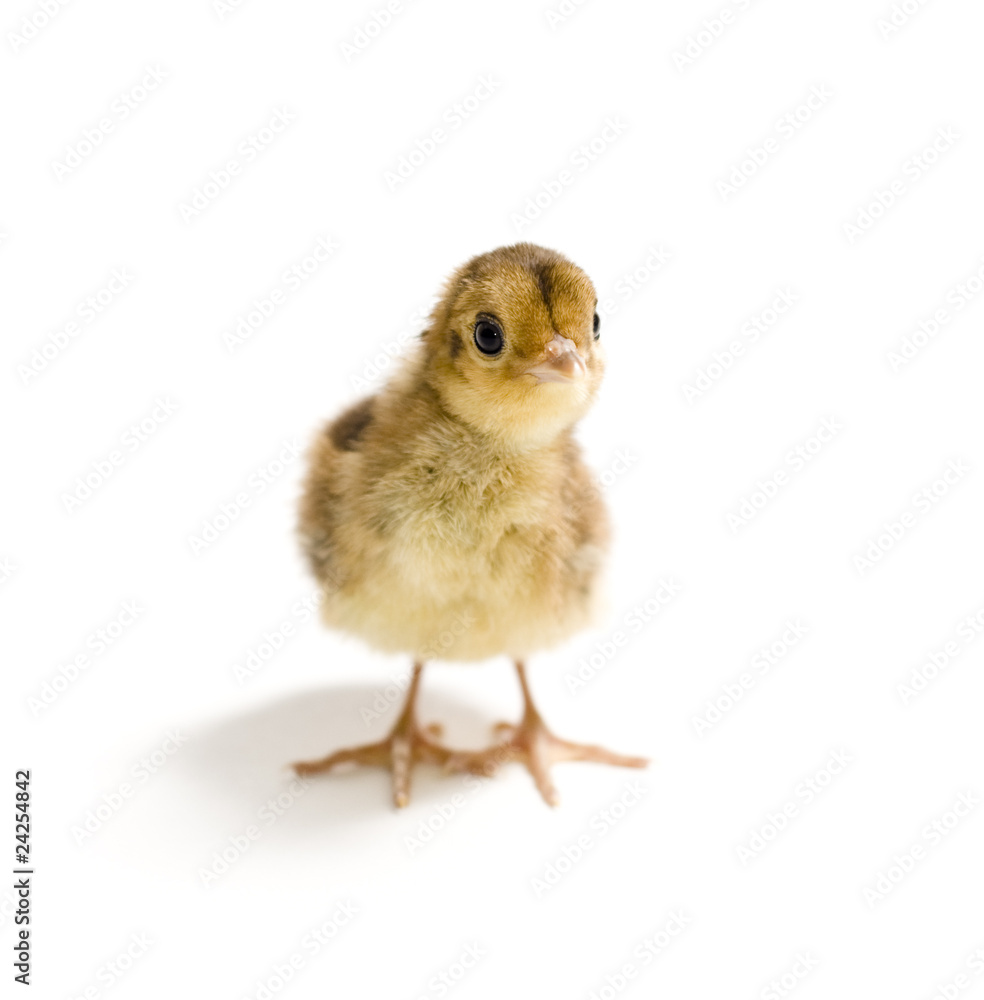 Baby Golden Pheasant. Isolated on white background. Baby Golden Pheasant. Isolated on white background.
