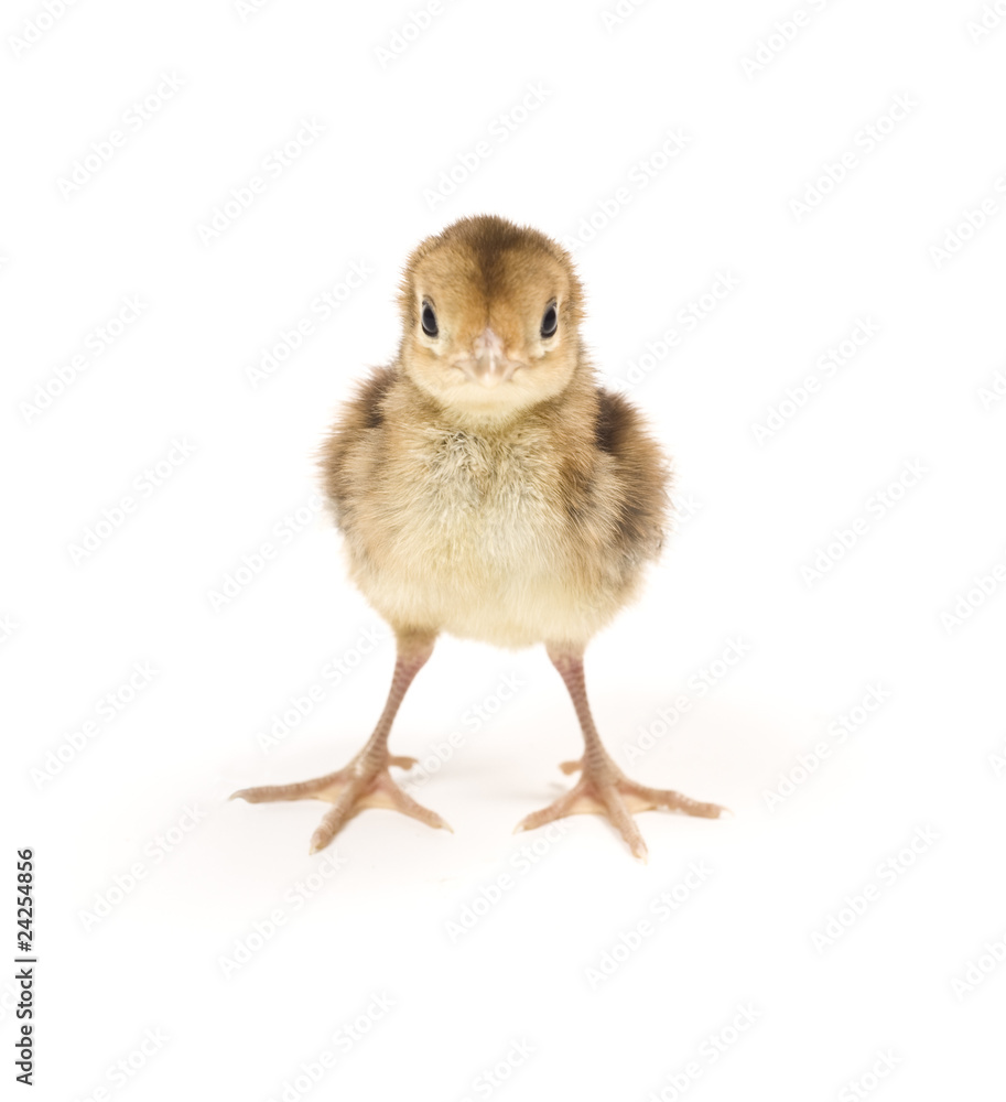 Obraz premium Baby Golden Pheasant. Isolated on white background.
