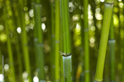 Bambus Bamboo 01 photo