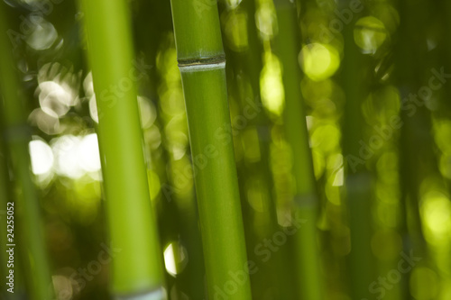 Bambus Bamboo 02