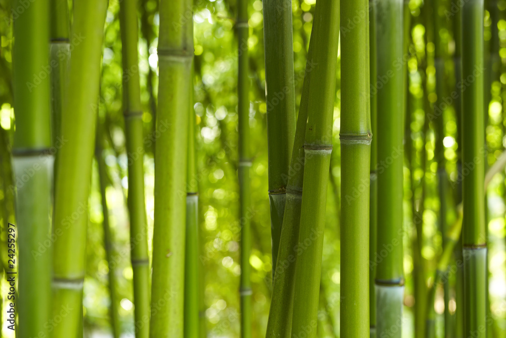 Naklejka premium Bamboo Bamboo 06