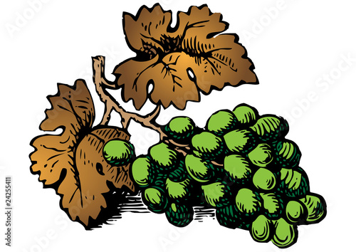grabado racimo de uvas
