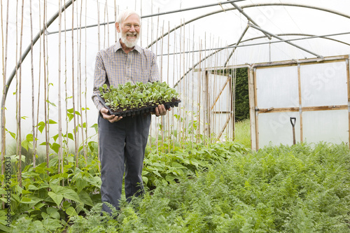 Organic Farmer Holding Tray Of Seedlings In Greenhouse photo