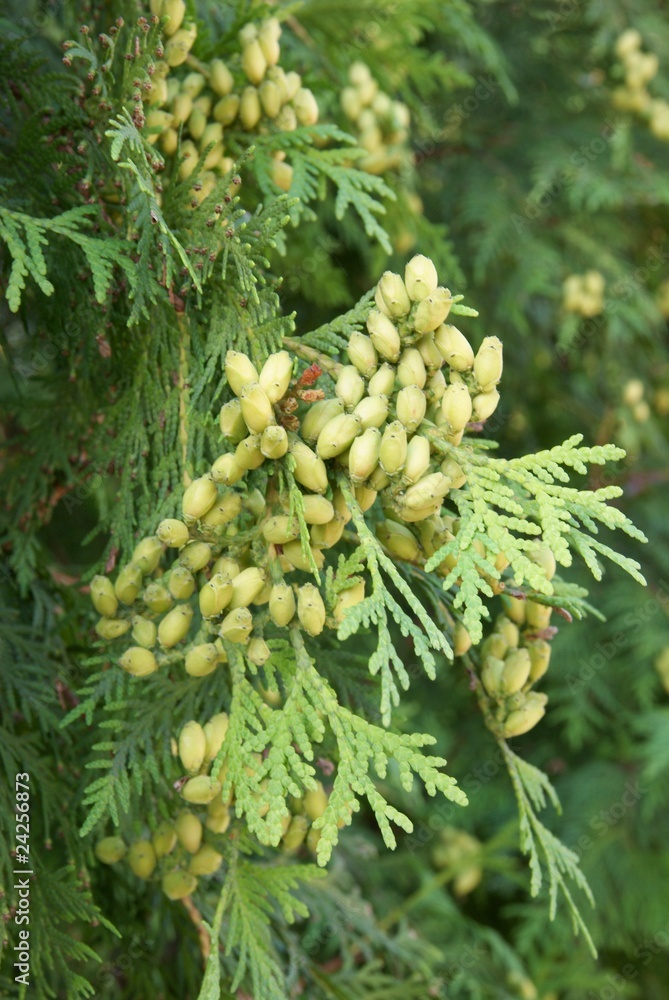 thuja with green seeds thuja with green seeds