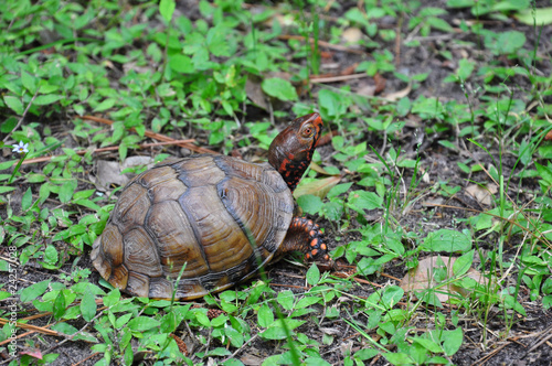 Three-Toed Box Turtle