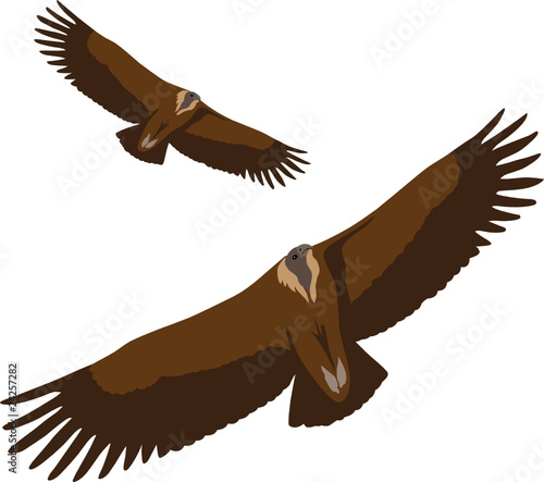 vulture vector illustration